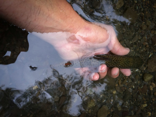 6 consigli per la pesca della trota primaverile pic 2