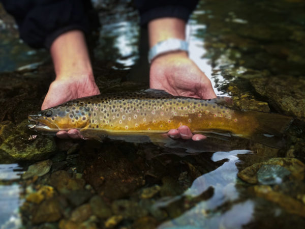 6 consigli per la pesca della trota primaverile pic